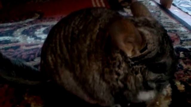 как правильно чесать шиншиллу или шушкин обед смотреть онлайн