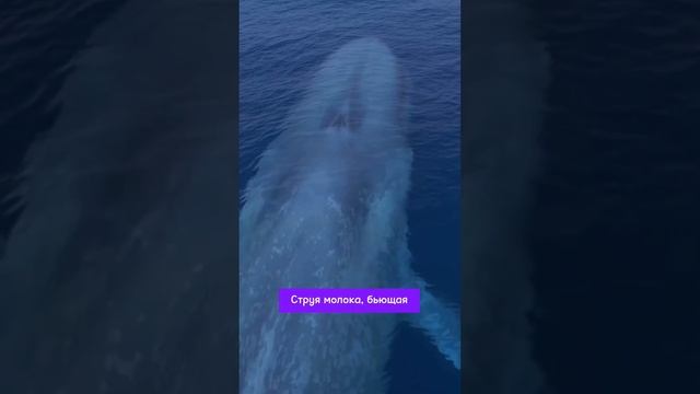 Как киты кормят молоком своих детенышей?