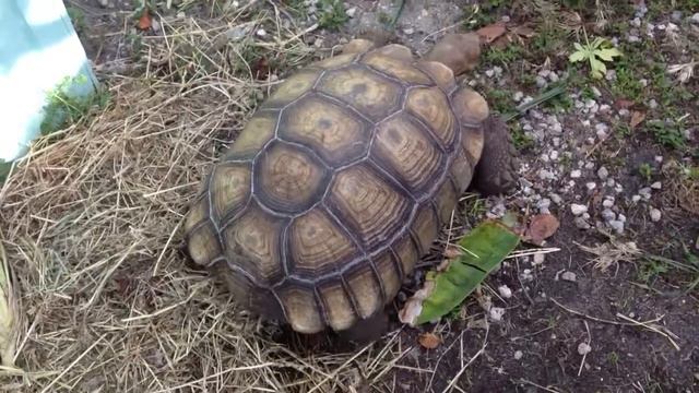 Sherman the Tortoise смотреть онлайн