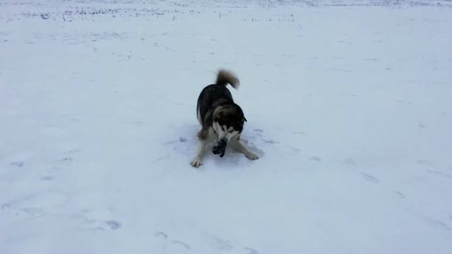 Любимые игрушки маламута смотреть онлайн