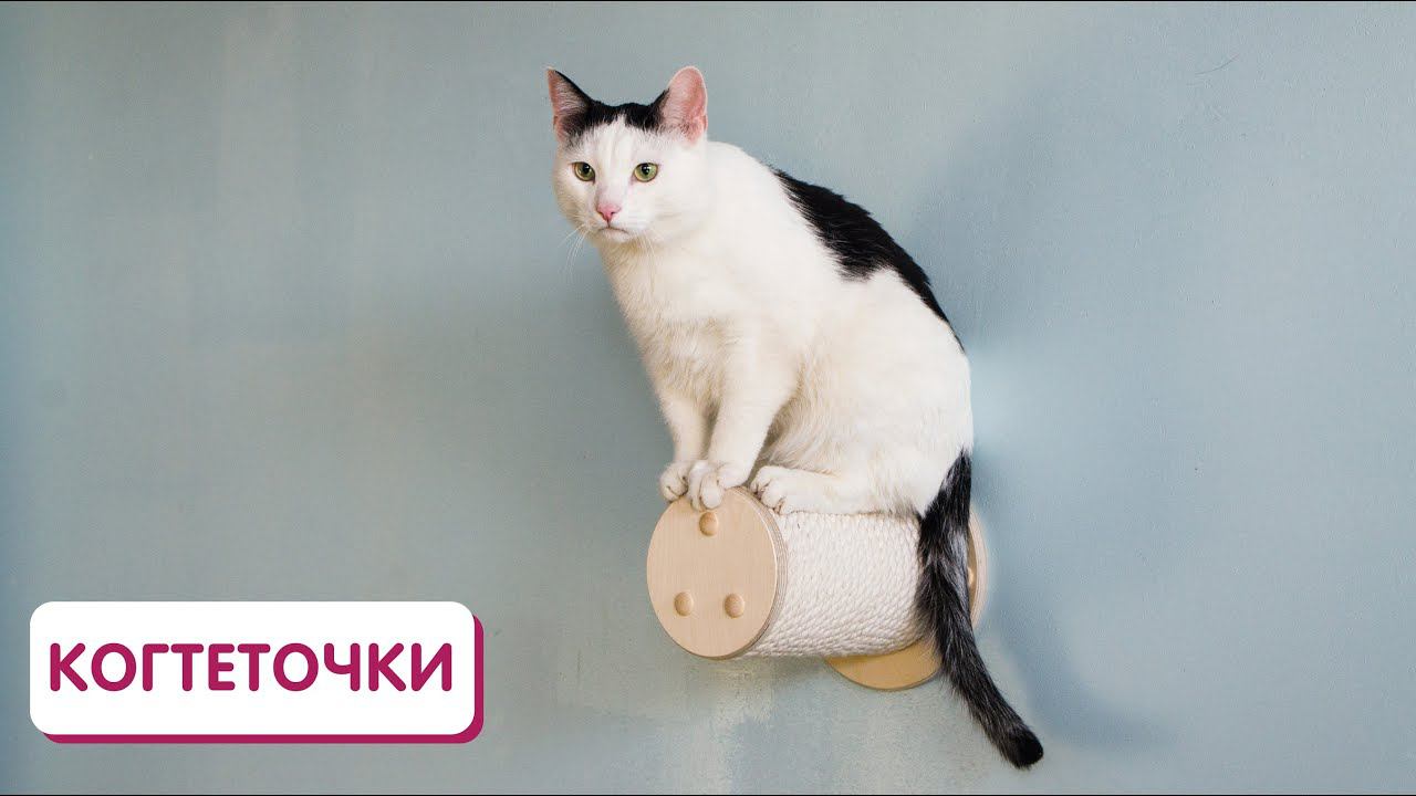 Настенная когтеточка для кошек смотреть онлайн