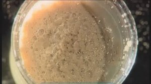 Галилео. Вкус (часть 2): Сколько всего вкусов?