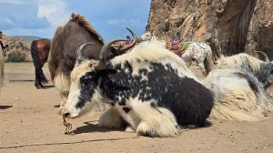 Путешествие по Монголии.