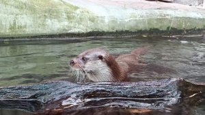 Прогулка по Московскому зоопарку.