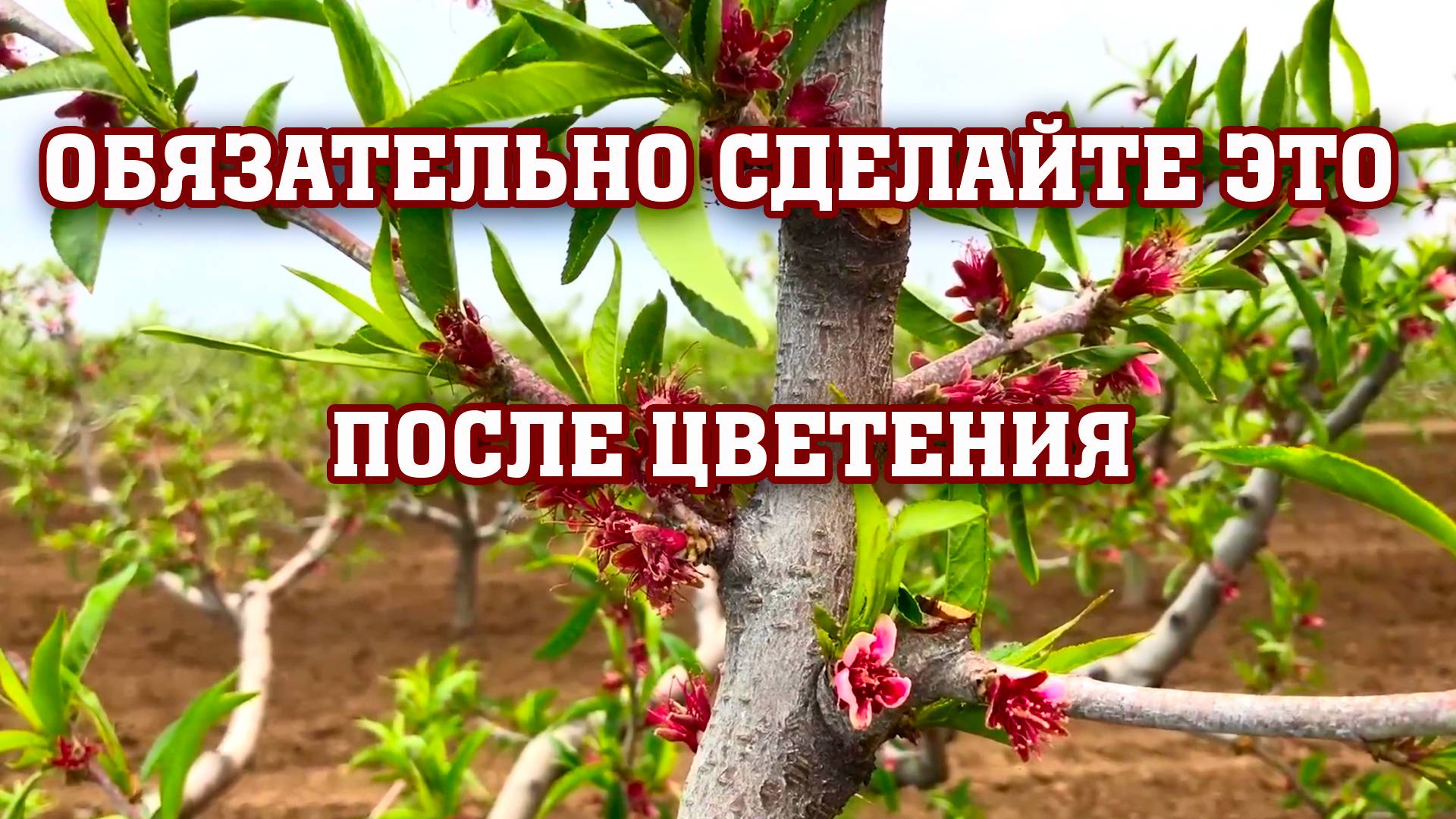 Обязательно СДЕЛАЙТЕ ЭТО после цветения ! ! ! смотреть онлайн