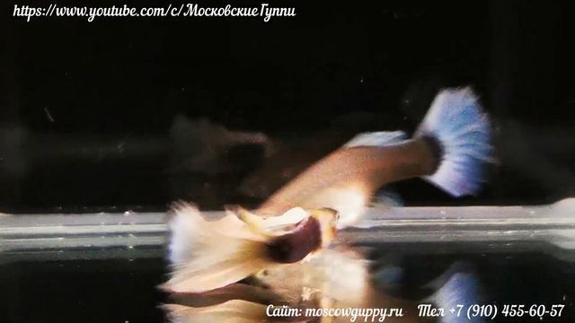 GUPPY HB WHITE - ГУППИ КАНАДА смотреть онлайн
