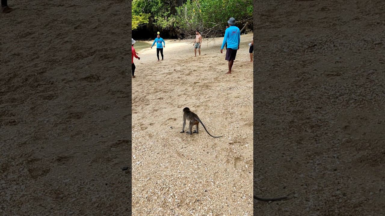 Обезьянка хочет играть в Мячик. Экскурсия Джеймс Бонд. Таиланд за 50 тысяч рублей. @tutsi-dieti смотреть онлайн