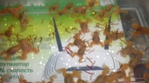 Шпорцевые лягушки