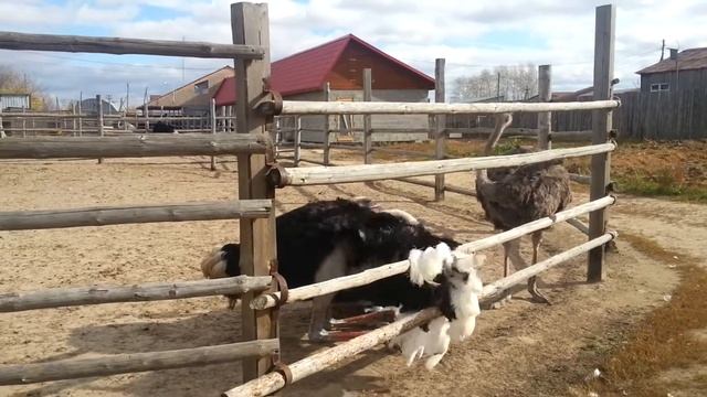 Страусиная ферма Танцующие страусы. Для детей An Ostrich Farm .Dancing Ostriches