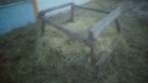 Кормить быков одной кукурузой была ошибка.