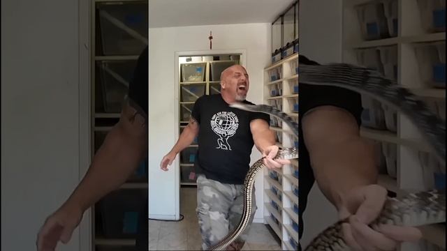ЗМЕЕЛОВ смотреть онлайн