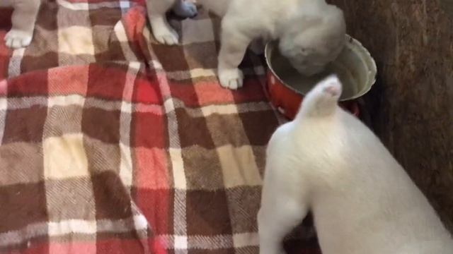 Алабайский детский сад. смотреть онлайн