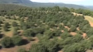 Галилео  Авокадо: фрукт или овощ?