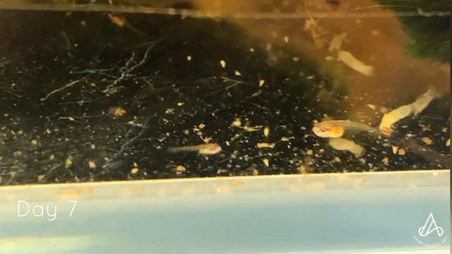 Betta breeding week 1: Fry growth & live food feeding смотреть онлайн