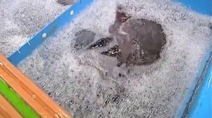 Галилео  Крупнейший рыбный рынок в мире