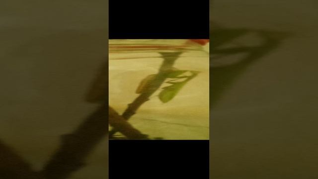 VID_20240930_201350.mp4