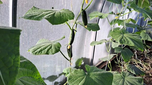 Огород.Теплица.Конец сентября 2024 г. смотреть онлайн