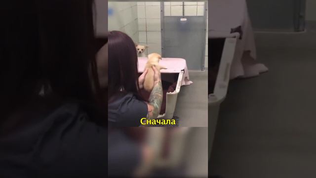 😢Собаку Разлучили с Детьми и Сдали в Приют смотреть онлайн