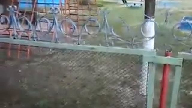 гомель сад–ясли 152 газонокосильщик и молодняк