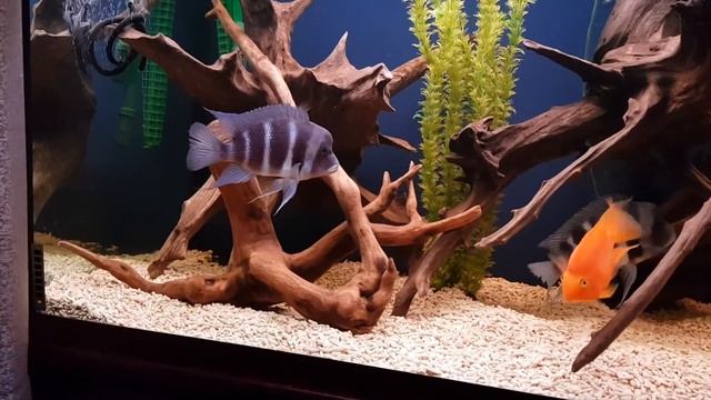 Фронтозы БлюЗаир МПимба и Красные попугаи в 1100 литрах смотреть онлайн