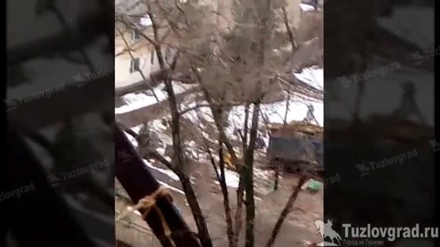 В Новочеркасске в детском саду №17 спилили все деревья