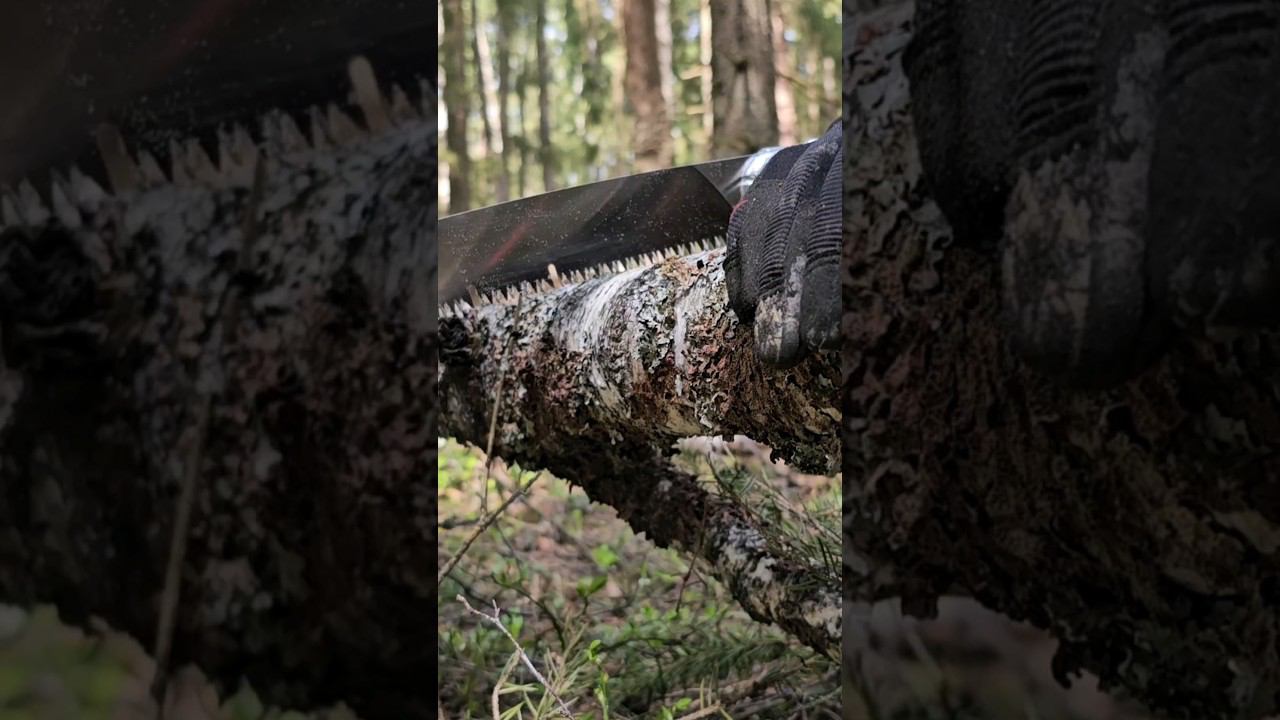 Пилы-одноручки: ARS, Kraftool, Samurai на берёзе 8см. смотреть онлайн