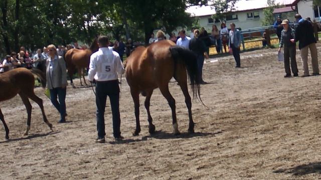 DSCN4058 Терский конный завод,Железноводск