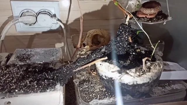 ЕТО КОНЕЦ... Муравьиная империя, воздушний мурааейник. Lasius niger. #муравьинаяферма смотреть онлайн