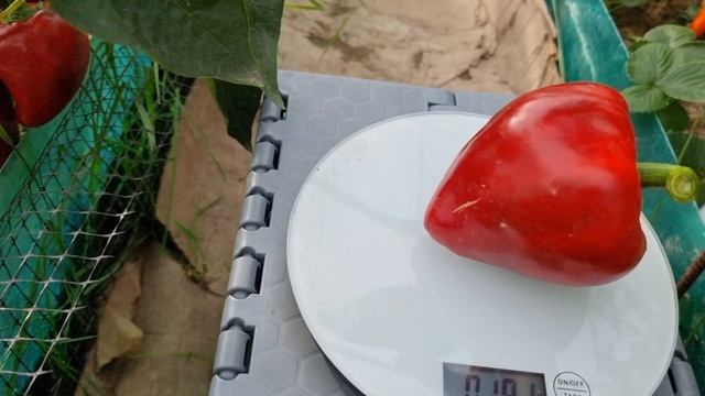 СЛАДКИЙ ПЕРЕЦ ЛЕСЯ. РАЗНИЦУ ВИДИТЕ? ИНДИВИДУАЛЬНЫЙ ОБЗОР. УРОЖАЙНОСТЬ С КУСТА. ОТЗЫВЫ. Pepper. смотреть онлайн