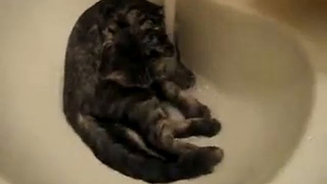 Котэ помылся! смотреть онлайн