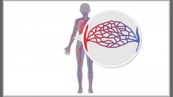 Система кровообращения. Биология 9 класс. Анатомия.