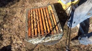 Исправляю семьи трутовки весной