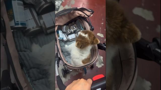 This 3-in-1 Pet Stroller makes traveling SO much easier!💚 #petstroller #doglover #cutedogs #dogvlog смотреть онлайн