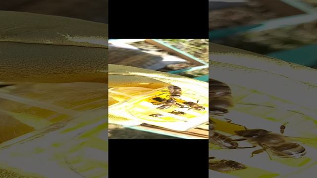 как пометить матку самый лёгкий способ