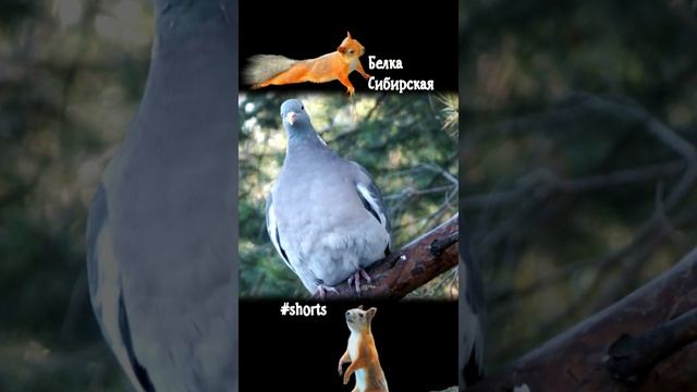 Вяхирь распушил свой животик