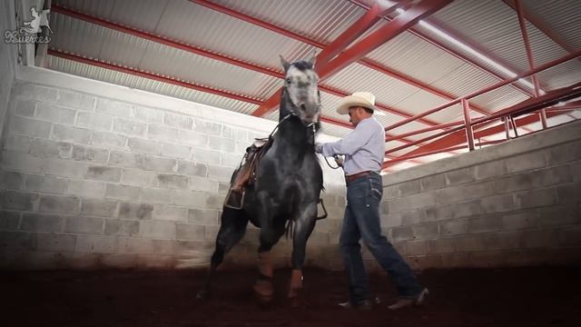 ARRENDADOR Carmelo Martinez - Caballo El Carbonero - CALA DE CABALLO смотреть онлайн