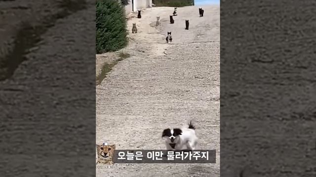 ЗАБАВНЫЕ ЖИВОТНЫЕ смотреть онлайн