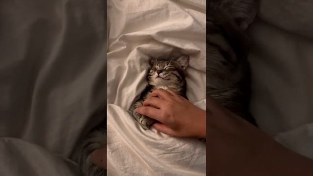 Лайк милашке ☝️❤️ смотреть онлайн