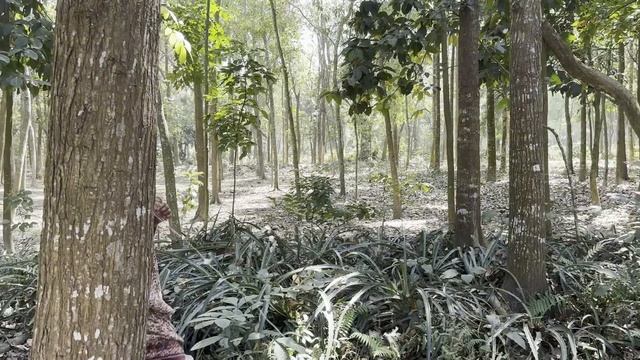 লুক দাও, লুক দাও ! মেয়ে আসতেছে смотреть онлайн