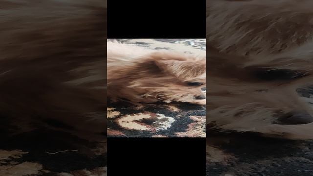 помапу смотреть онлайн