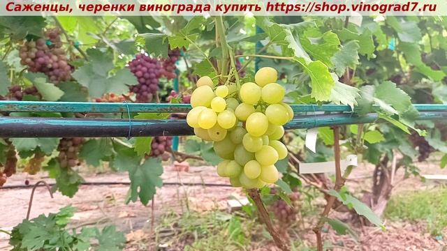 Парад сортов 27.07.24 г. виноград БЕЛОСНЕЖКА смотреть онлайн