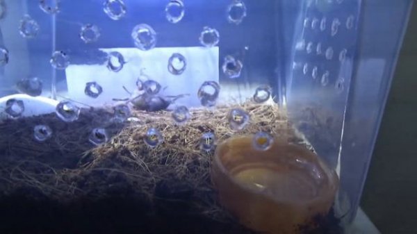 Grammostola Pulchra (Граммостола пульхра) из L3 в L4!