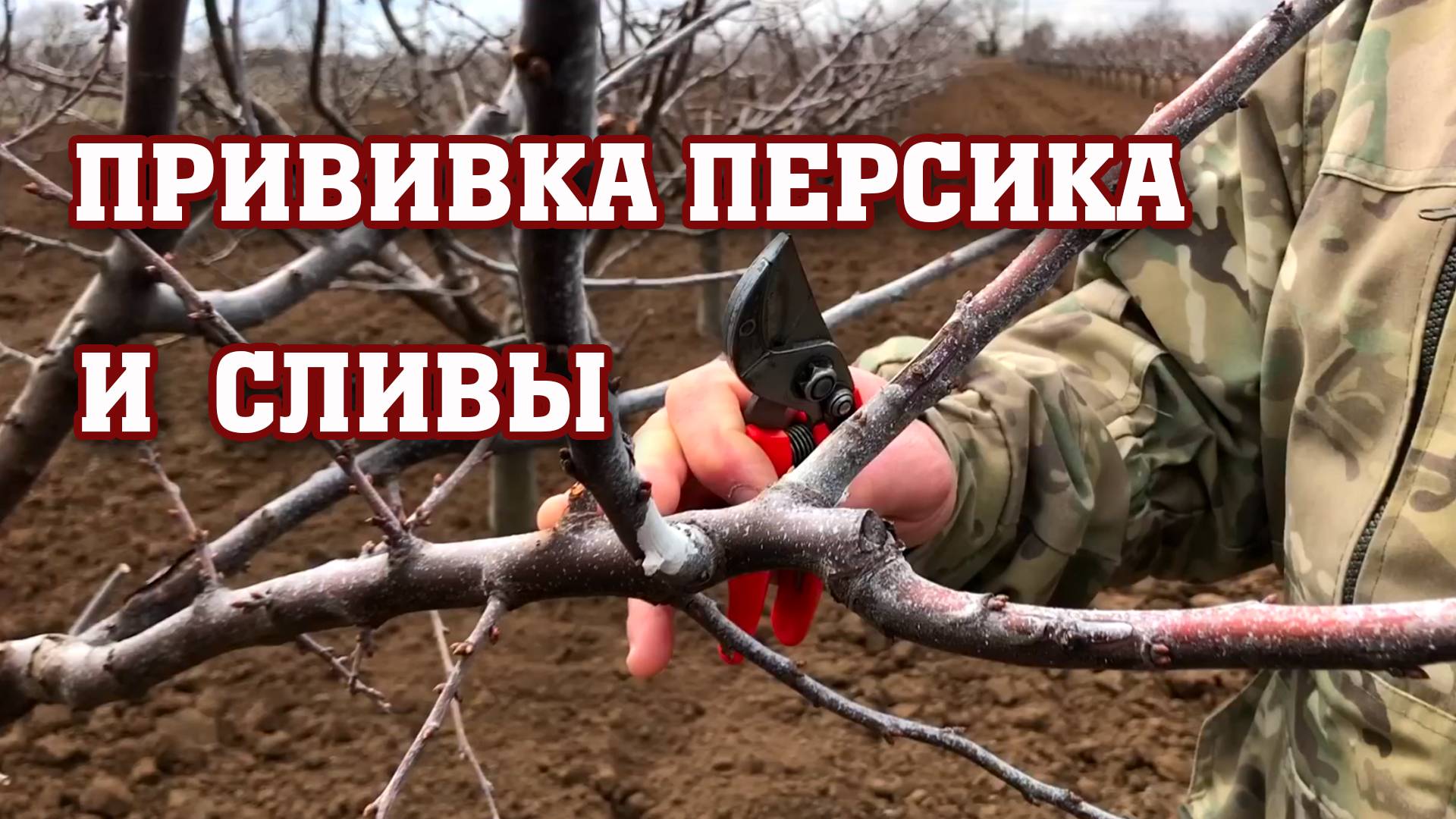 Делаем прививки персика и сливы ⧸Легко и просто !!! смотреть онлайн
