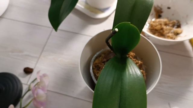 Облагораживаю орхидеи мхом/Полив/Опрыскивание 💦🌸🤗 смотреть онлайн