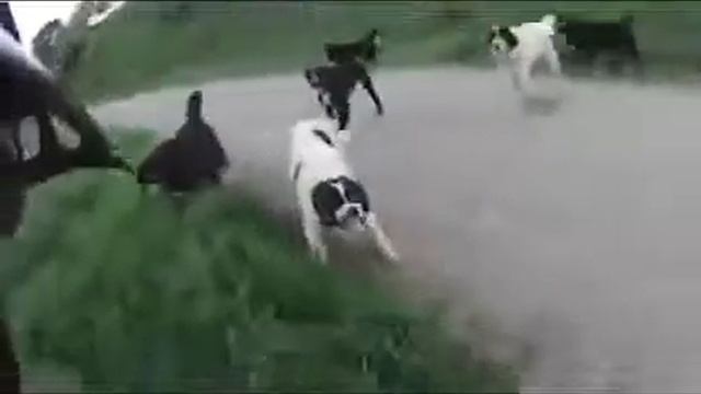 Полный угар, свора собак напала на велосипедиста, никто не пострадал, мега, не ржач, 2014 июнь июль смотреть онлайн