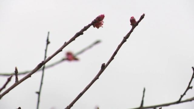 What does this weekend's cold snap mean for Chilton County peaches? смотреть онлайн