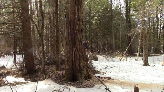 #8 Jon Cutter g5800 cutting down some trees. смотреть онлайн