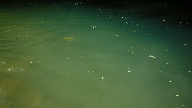 Dog Days: Summer Fly Fishing смотреть онлайн