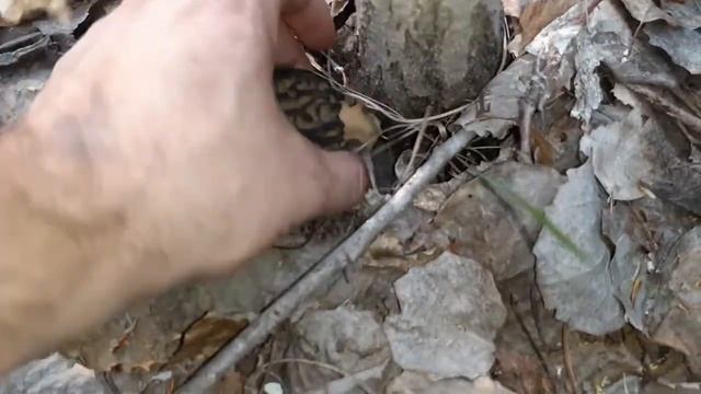 ПЕРВЫЕ ГРИБЫ 2021 ГОДА...СМОРЧКОВАЯ ШАПОЧКА смотреть онлайн