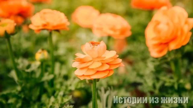 "Это что за доярка из Хацапетовки?!" - спросила мать жениха, когда впервые увидела его девушку... смотреть онлайн